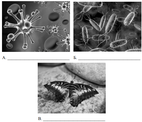 Бактерии вирусы животные ВПР биология 5 класс. 2 Из изображенных на фотографиях объекта объединены общим признаком. ВПР по биологии вирусы бактерии растении. Выпишите название объекта бактерии..