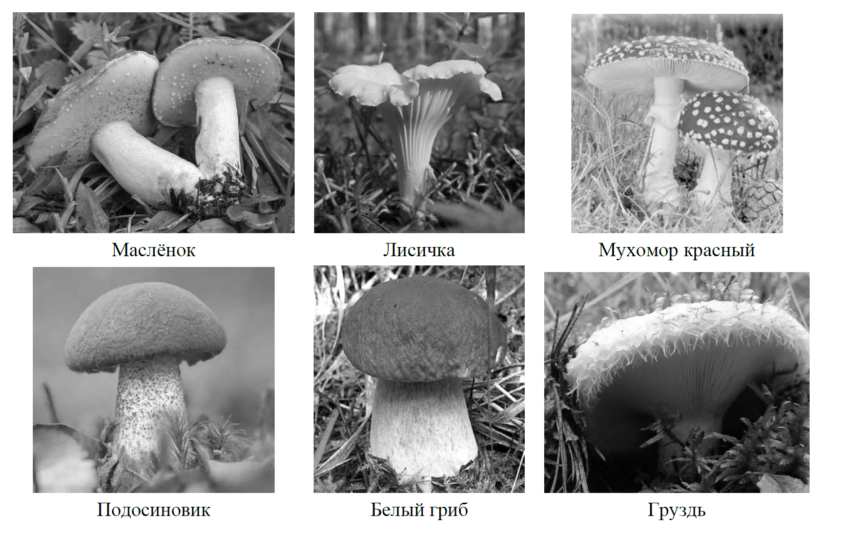 Рассмотрите изображения шести представителей мира грибов впр 7 класс