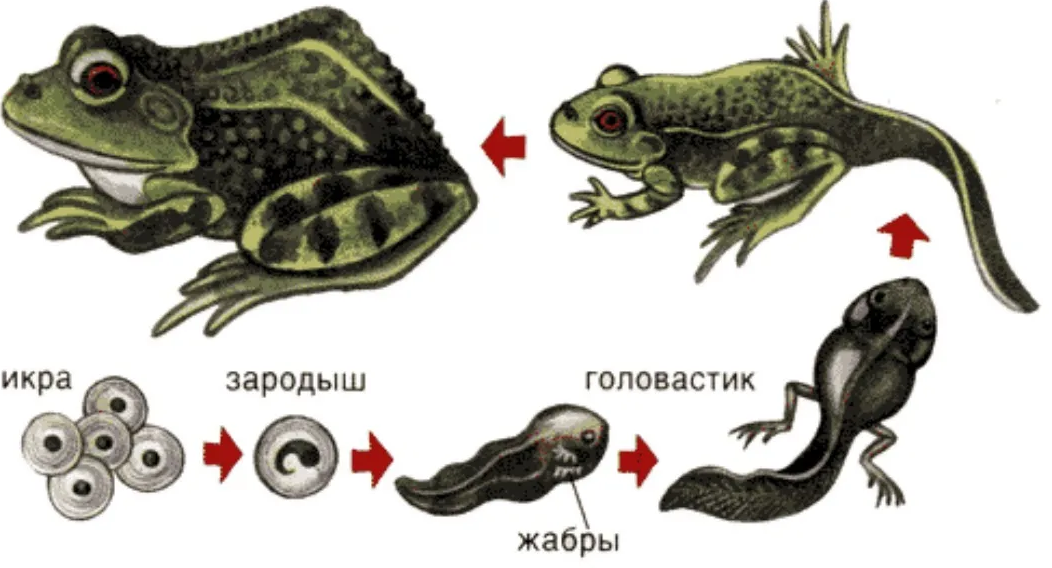 Какие особенности строения головастиков. Жизненный цикл развития лягушки. Этапы развития головастика лягушки. Стадии размножения лягушки. Икринка головастик лягушка схема.
