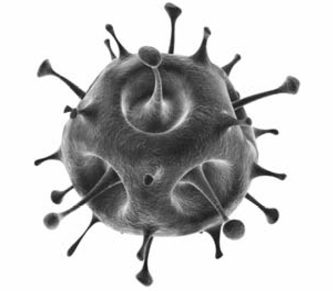 ВПР / Биология / 8 класс / 01 задание / 17