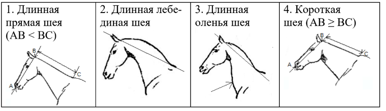ОГЭ / Биология / 13 задание (24) / 45 изображение 3