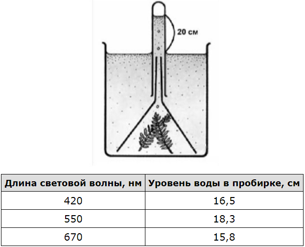 ЕГЭ / Биология / 22-23 задание / 11 изображение 1