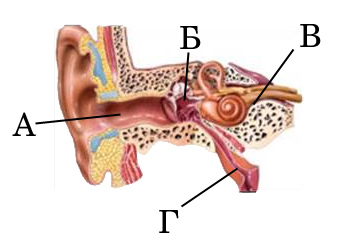 Какой цифрой на рисунке обозначена слуховая труба