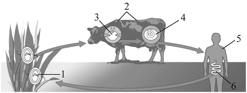 Рассмотрите рисунок 2 на котором представлен цикл развития бычьего цепня и ответьте на вопросы