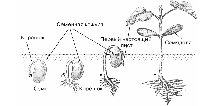 На представленном ниже рисунке ученик увидел один из процессов жизнедеятельности растений рассмотри