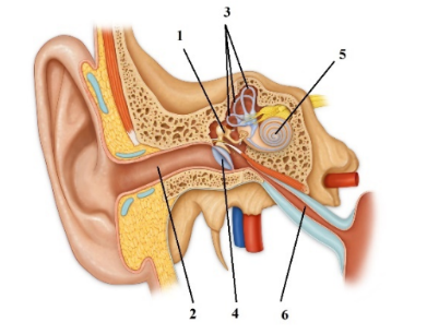 ОГЭ / Биология / 16 задание (24) / 41 изображение 1