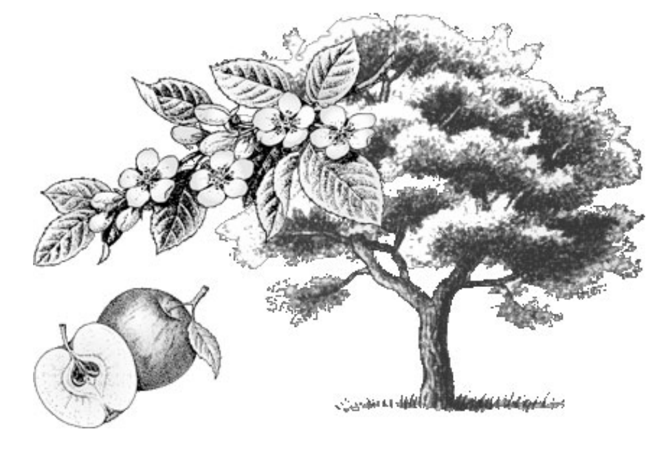 Лист цветок плод яблони. Яблоня гравюра. Яблоня рисунок. Дерево яблоня рисунок. Яблоня рисунок карандашом.