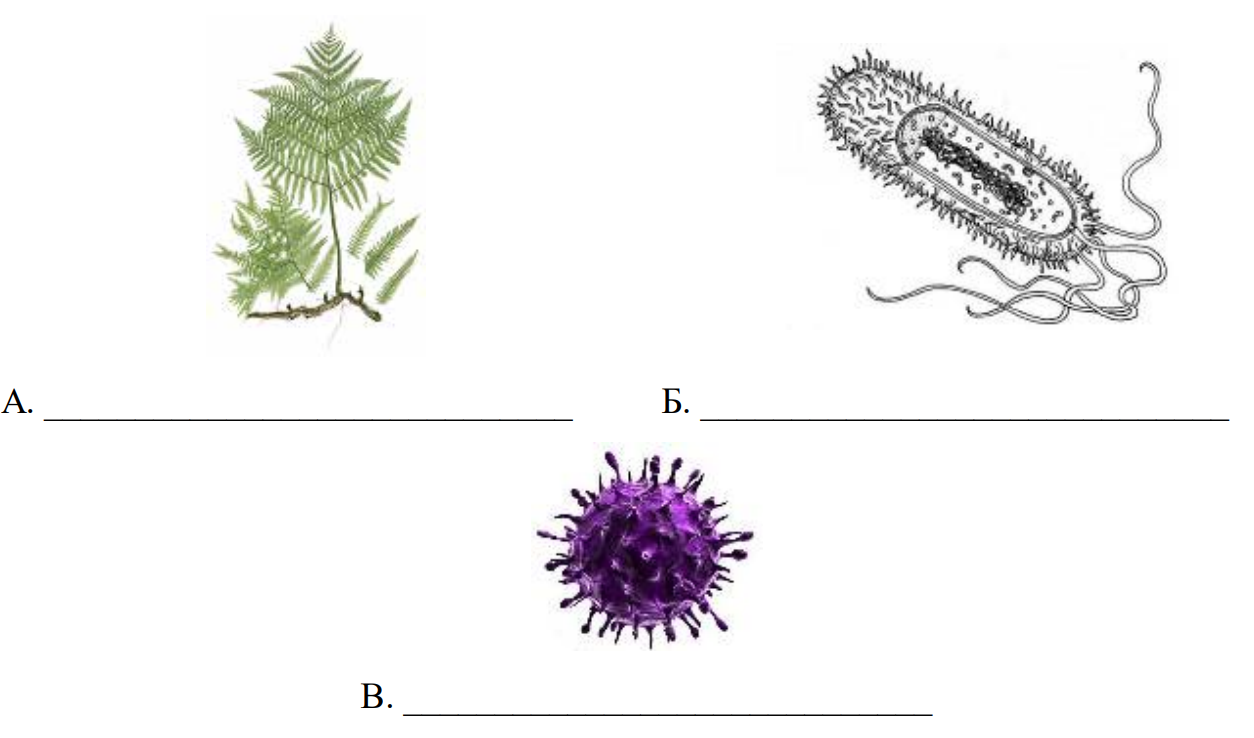 Решу впр биология 7 класс растения. 3 Из изображенных объектов объединены общим признаком. Вирусы грибы бактерии два объекта объединены общим признаком. ВПР по биологии 5 класс с ответами растения бактерии и вирусы. ВПР биология репликация рисунок.