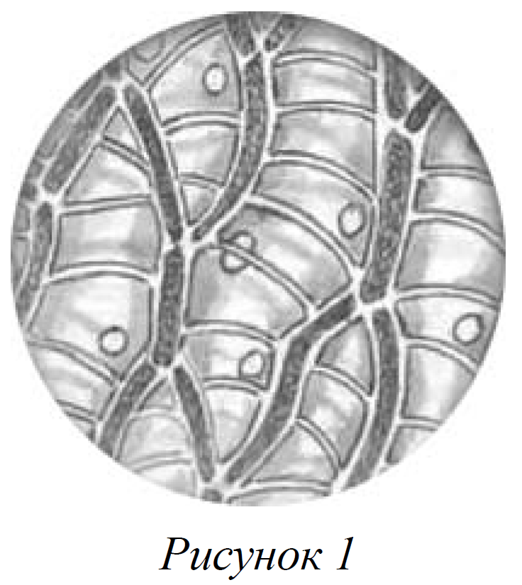 К какому классу относят растение ткань которого показана на рисунке 1 папоротниковые