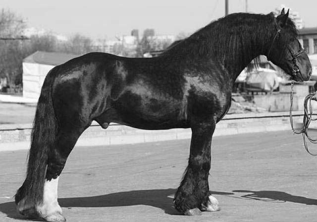 Алексей решил выяснить соответствует ли изображенная на фотографии лошадь стандартам породы