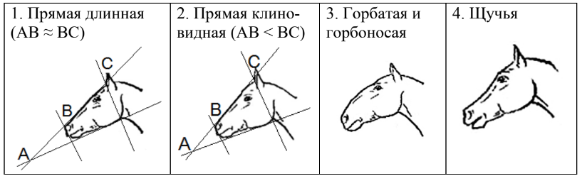 ОГЭ / Биология / 13 задание (24) / 45 изображение 4
