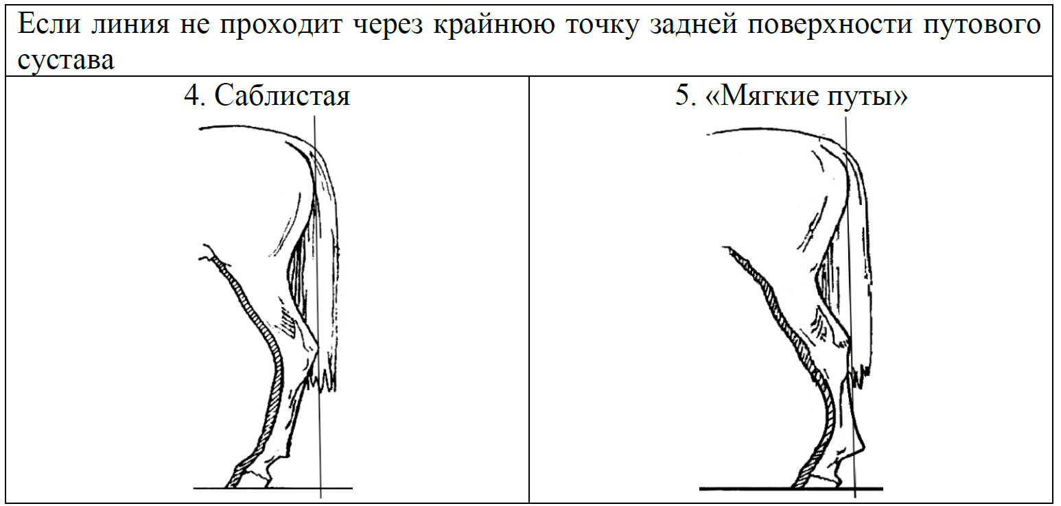 ОГЭ / Биология / 13 задание / 08 изображение 6