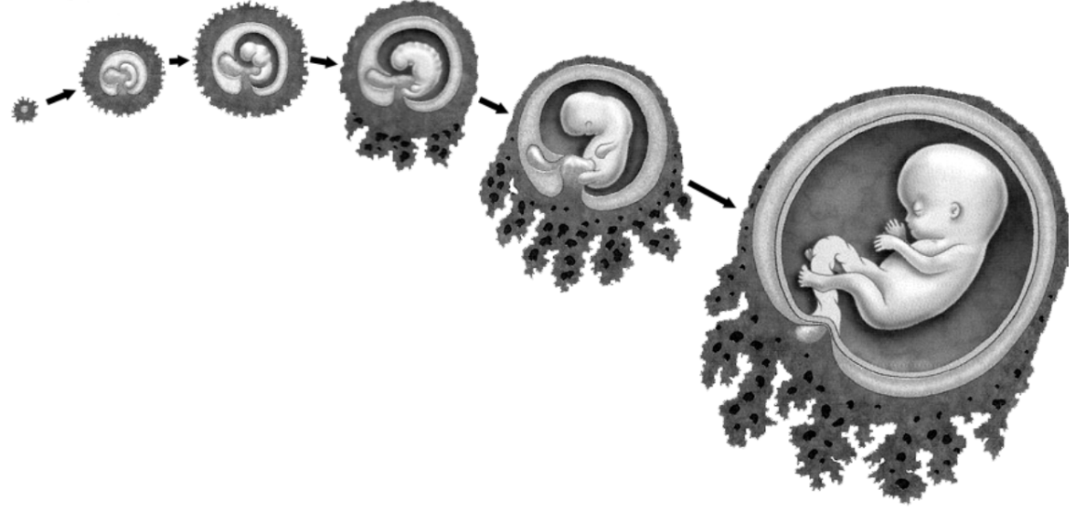 ОГЭ / Биология / 01 задание (24) / 56 изображение 1