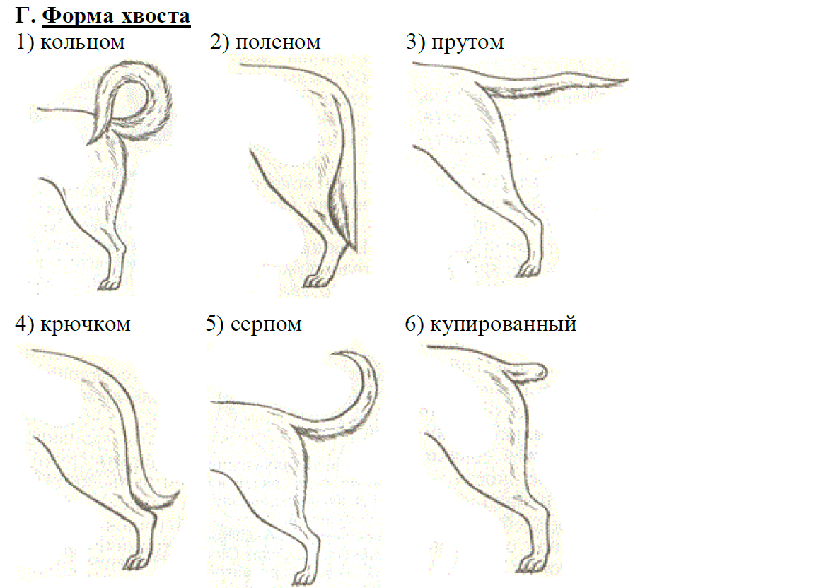Строение хвоста собаки. Анатомия хвоста собаки. Строение собаки чихуахуа. Виды хвостов у кошек.