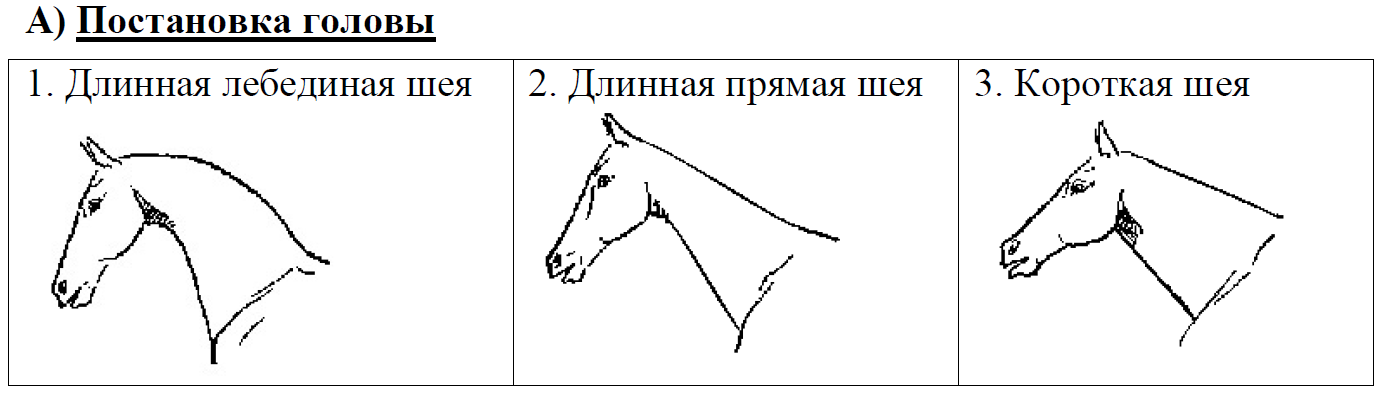 Огэ по биологии 9 класс лошадь. Постановка головы лошади. ОГЭ по биологии 24 задание лошади. Отметины у лошадей. 13 Задание ОГЭ биология лошадь.