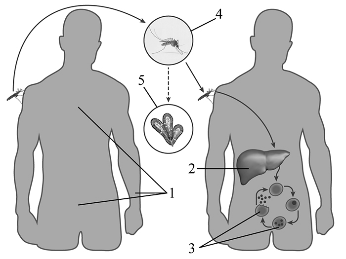 ВПР / Биология / 8 класс / 06 задание / 31 изображение 1