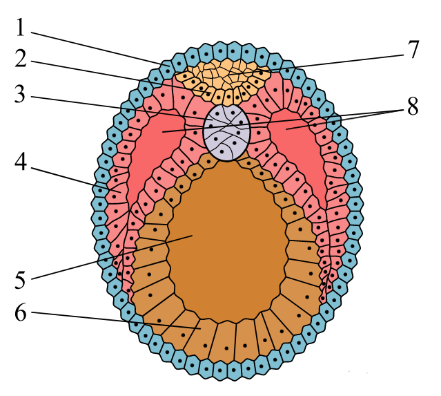 Эмбриогенез картинки егэ