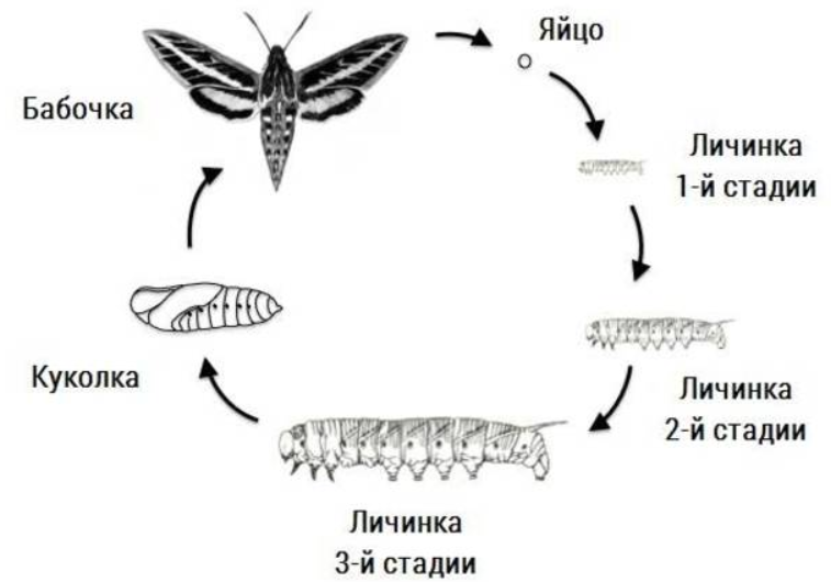 На рисунке изображена бабочка в разные периоды жизни