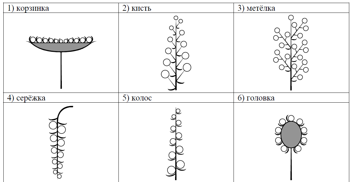 Рассмотрите изображение и выполните задание впр биология 6 класс