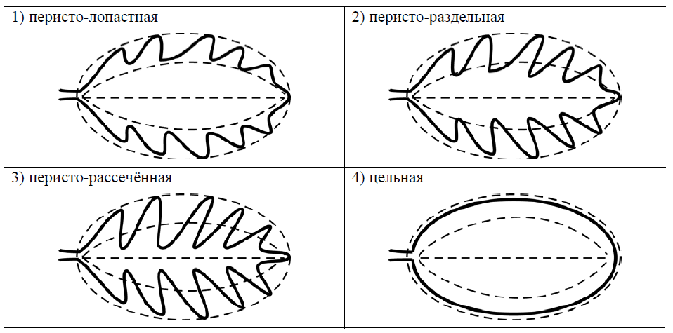 ВПР / Биология / 6 класс / 05 задание / 33 изображение 2