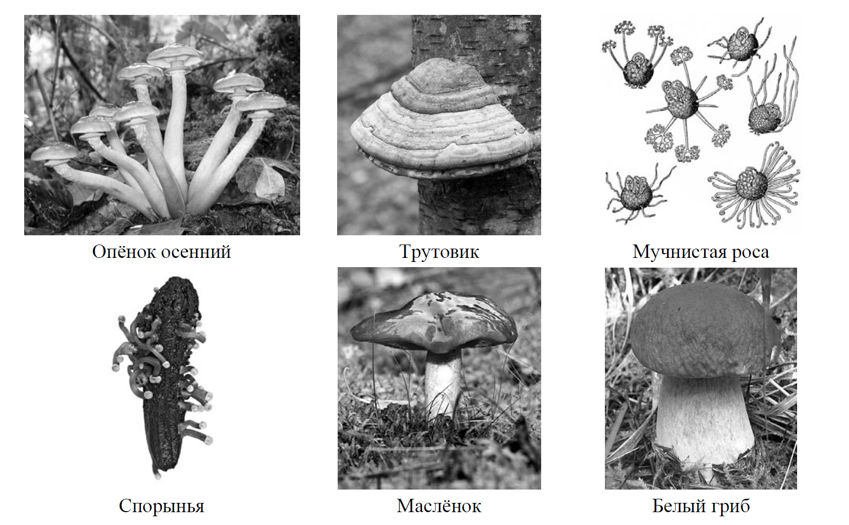 Рассмотрите изображение шести организмов впр. Две группы грибов. Разделите грибы на группы по три представителя. Грибы 7 класс.