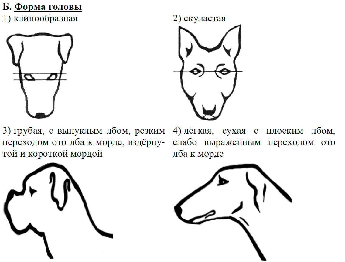 Форма головы. Формы головы у собак. Немецкий пинчер форма ушей. Узкая клинообразная форма головы.