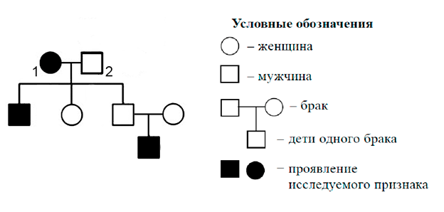 1 и 2 обозначили. По изображенной на рисунке родословной определите вероятность. Полное доминирование в родословной. По изображённой на схеме родословной. По изображенной на рисунке.