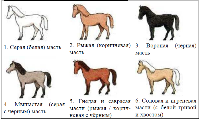 ОГЭ / Биология / 13 задание / 40 изображение 2