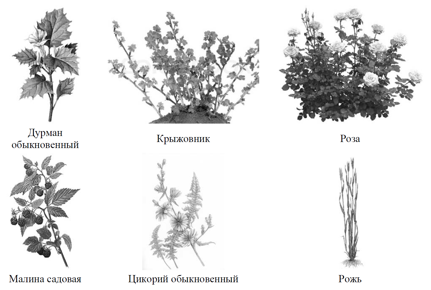 Биология рассмотрите изображения шести представителей. Раздельные растения. ВПР по биологии 7 класс 2024 с ответами. ВПР по биологии 6 класс определите вид соцветия, заполнить таблицу. Биология ВПР 2024 6 класс учебник.