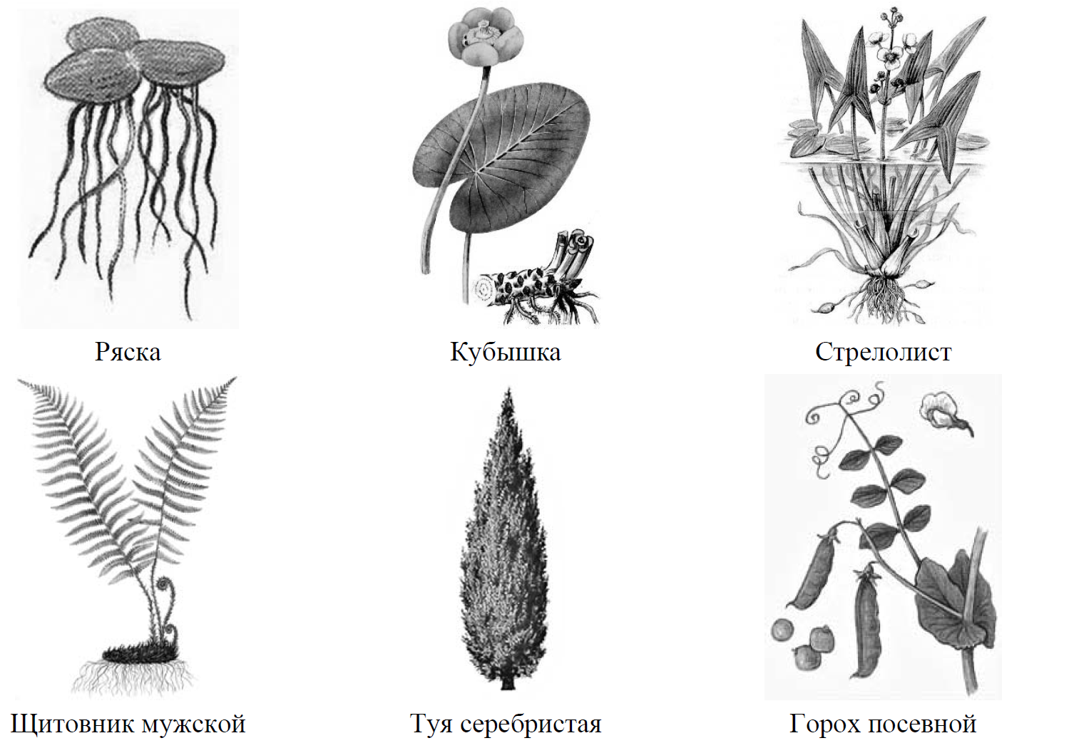 Рассмотрите изображение шести организмов предложите. Цветок ВПР биология.