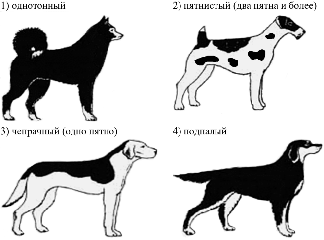 ОГЭ / Биология / 13 задание (24) / 52 изображение 2