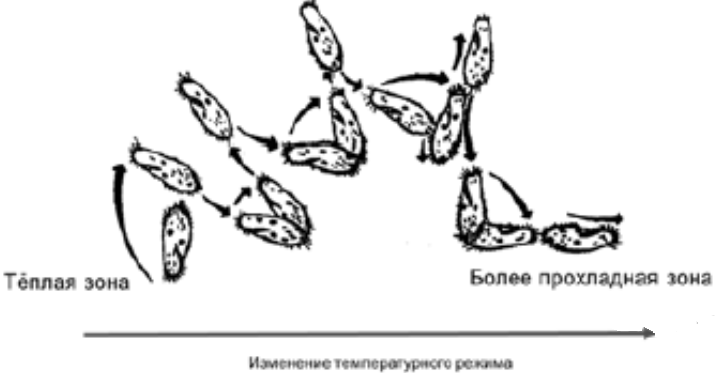 Технологическая карта лягушачьи лапки