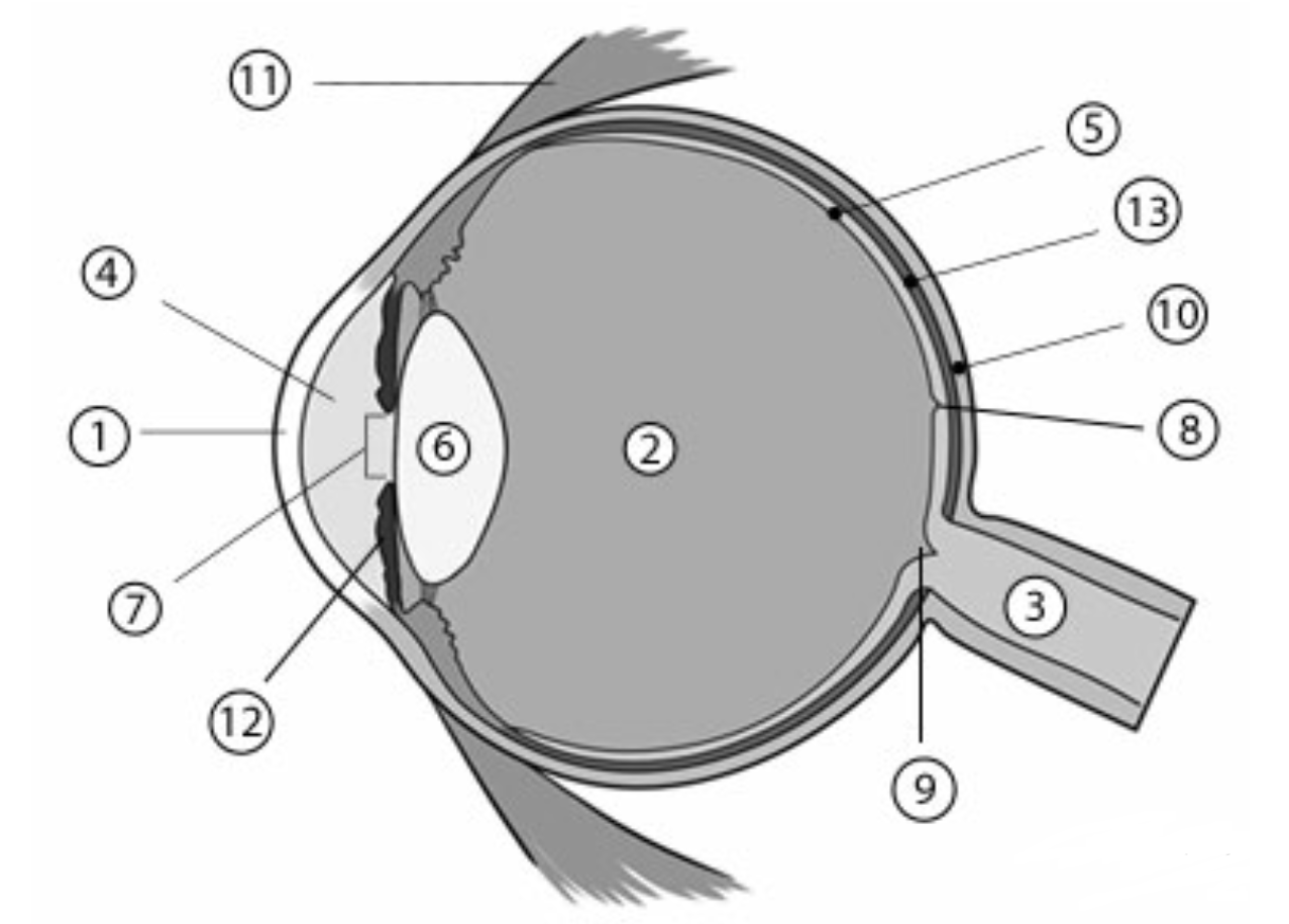 Какой цифрой на рисунке обозначено место наибольшей остроты зрения?. Сетчатка глаза. Строение глаза ЕГЭ биология. Строение глаза ЕГЭ. Каким номером на рисунке обозначена сетчатка