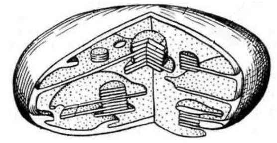 ЕГЭ / Биология / 07 задание (24) / 75 изображение 1