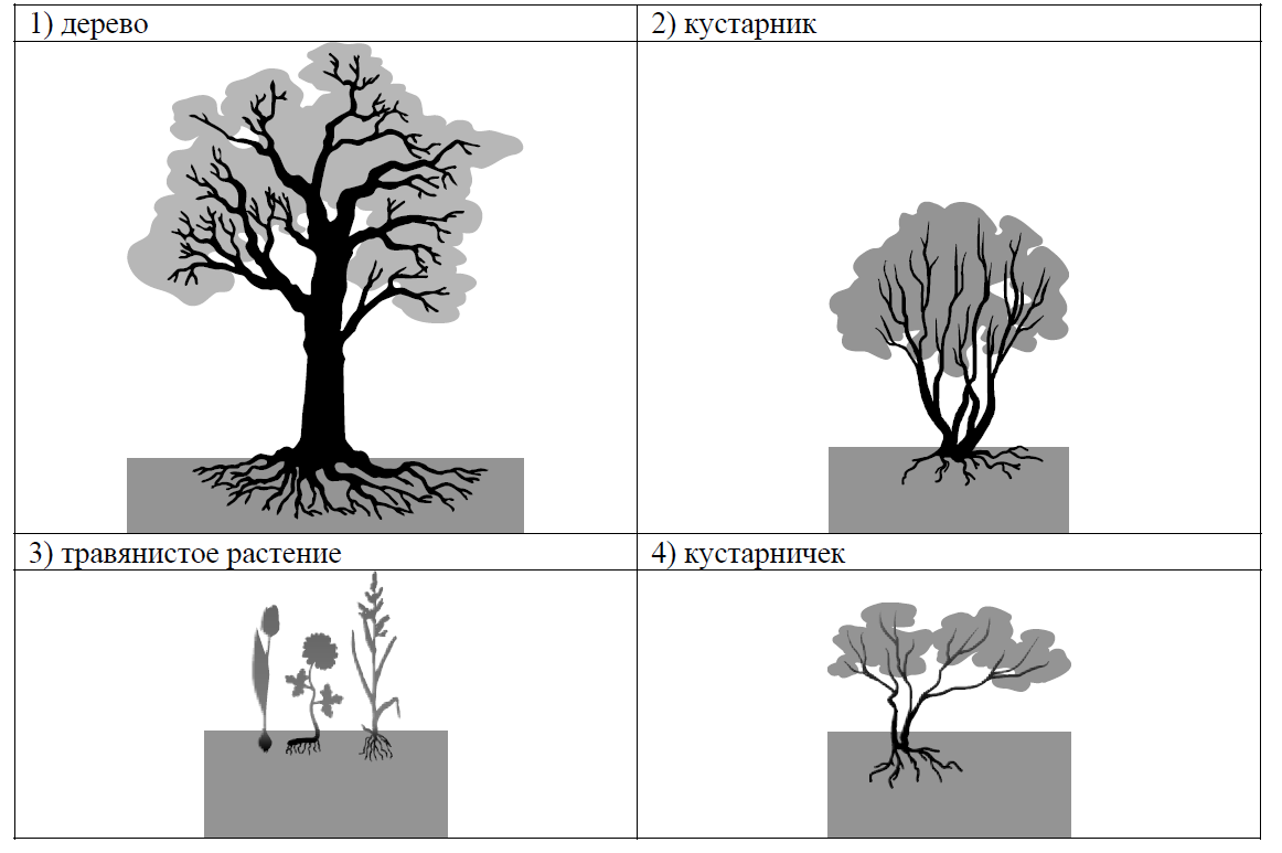 ВПР / Биология / 6 класс / 05 задание / 78 изображение 2