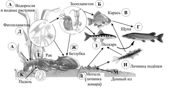 ОГЭ / Биология / 19-21 задания / 21 изображение 1