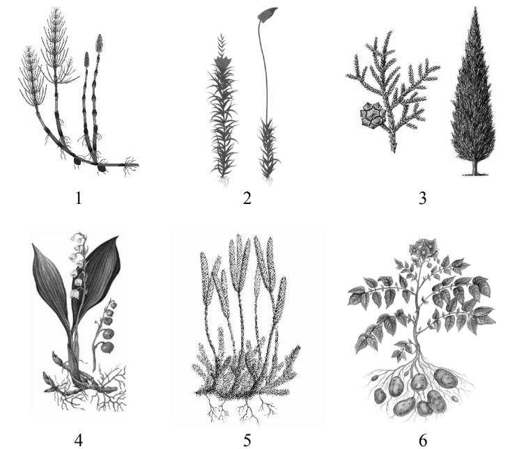 ЕГЭ / Биология / 09-10 задание (24) / 39 изображение 1
