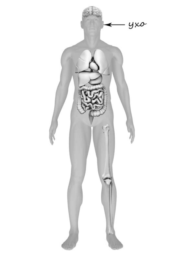 Впр 8 класс анатомия человека. Органы и части тела человека ВПР 4 класс. Тело человека схема 4 класс ВПР. Строение тела человека ВПР 4 класс. Части тела человека ВПР 4 класс.