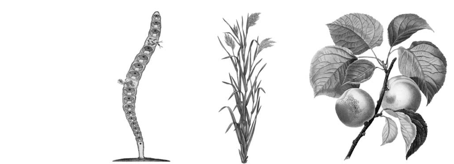 Растения тайги 5 класс биология впр. Биологический рисунок растения. Рассмотрите изображение растений ку. ВПР биология 7 класс растения. Рисовать наземную обитанию.