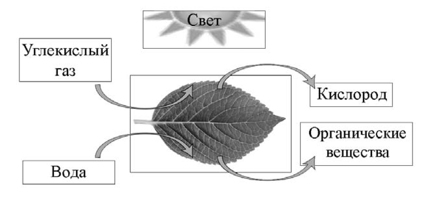 Данный процесс показан на рисунке. Схема процессов жизнедеятельности растений. Какой процесс жизнедеятельности представлен на рисунке?. Процессы жизнедеятельности растений 6 класс ВПР. Схемы процессов жизнедеятельности растений ученик зафиксировал.