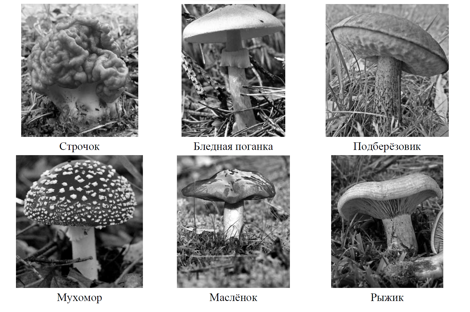 Грибы впр таблица. Грибы ВПР. Шесть представителей грибов разделить на две группы. Основание по которому были разделены грибы.