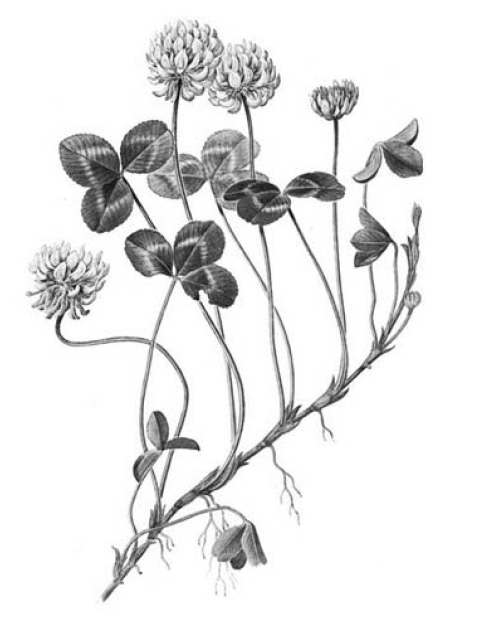 ВПР / Биология / 6 класс / 05 задание / 77 изображение 1