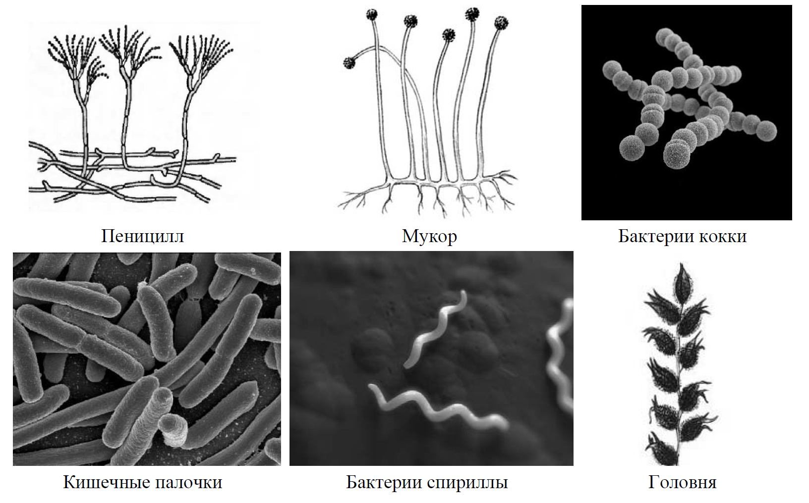 Рассмотрите изображение шести организмов пеницилл мукор