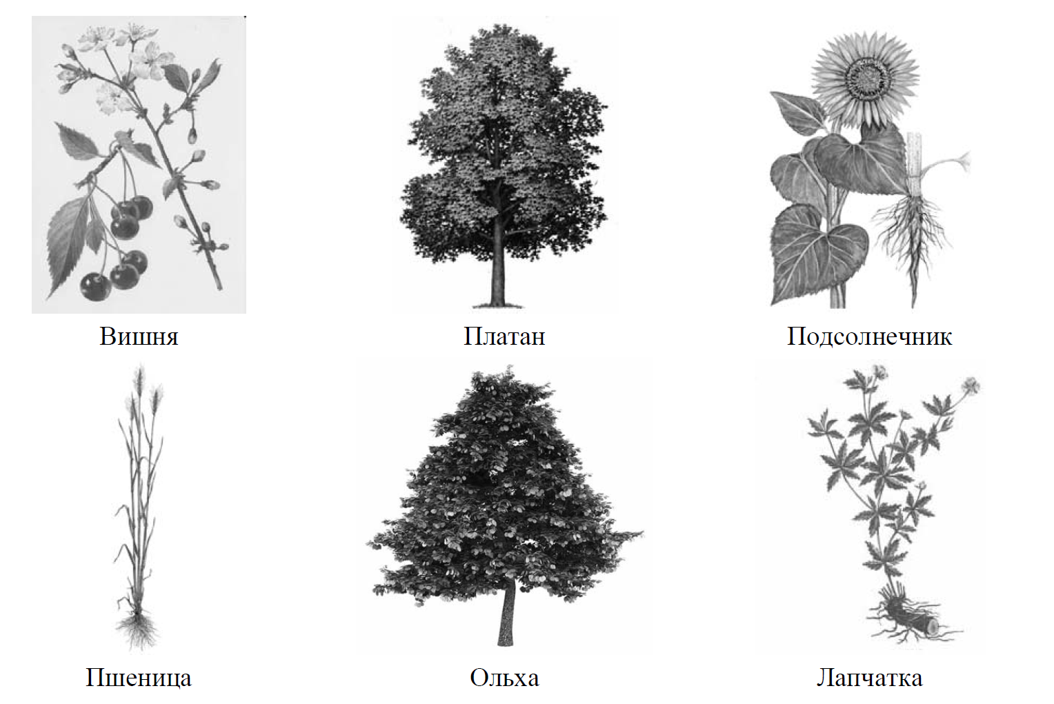 ВПР по биологии рисунок дерево схема с заданием фотосинтез. ВПР по биологии рисунок дерево схема. ВПР по биологии рисунок дерево схема с заданием.