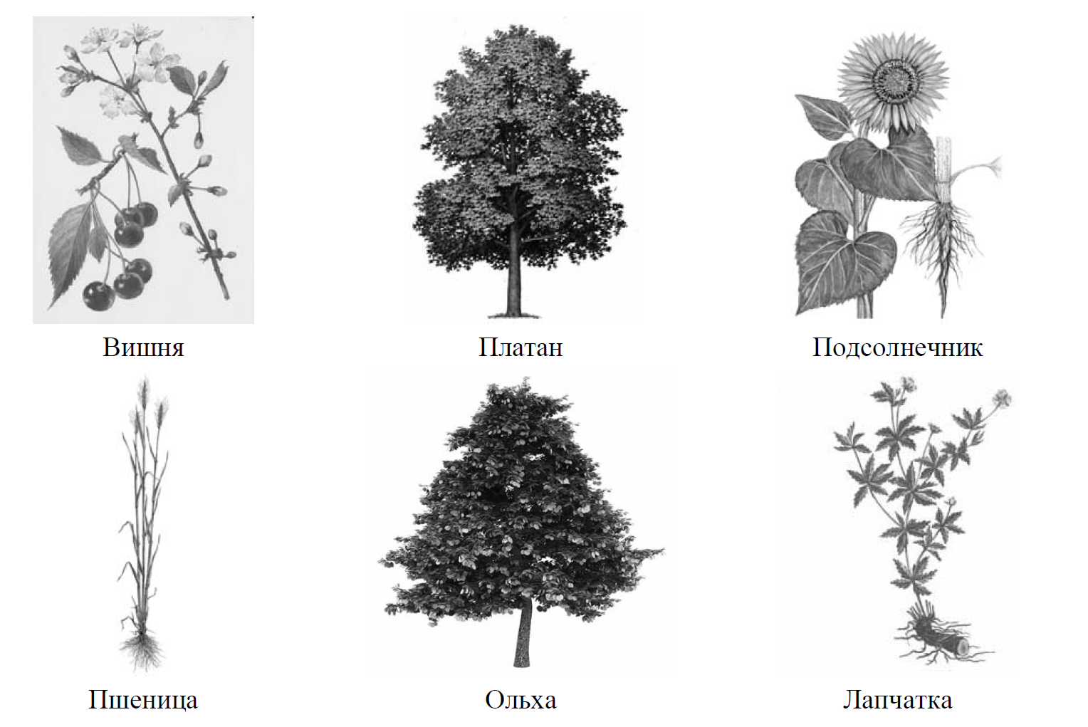 Рассмотри изображения шести представителей мира растений
