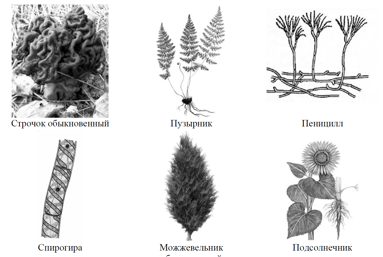Лишайники животные растения впр 5 класс. Рассмотрите изображение шести организмов. Рассмотрите изображение шести организмов предложите. Систематика в биологии ВПР 7 класс.