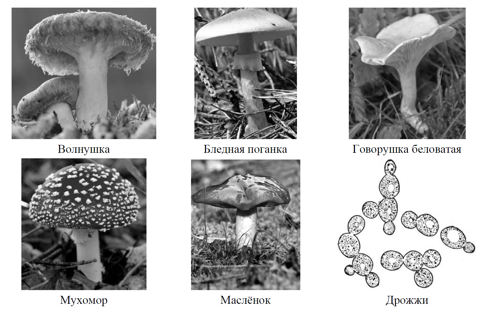 Рассмотрите изображение шести организмов впр. Основание для разделения грибов на группы. Основания для деления грибов. Грибы на две группы. Группы грибов основание.