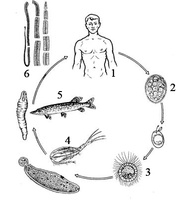 Какой цифрой обозначен на рисунке организм в кишечнике которого паразитирует взрослый широкий лентец