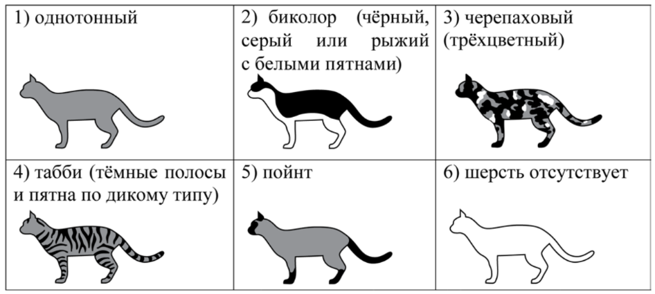 ОГЭ / Биология / 13 задание (24) / 44 изображение 2