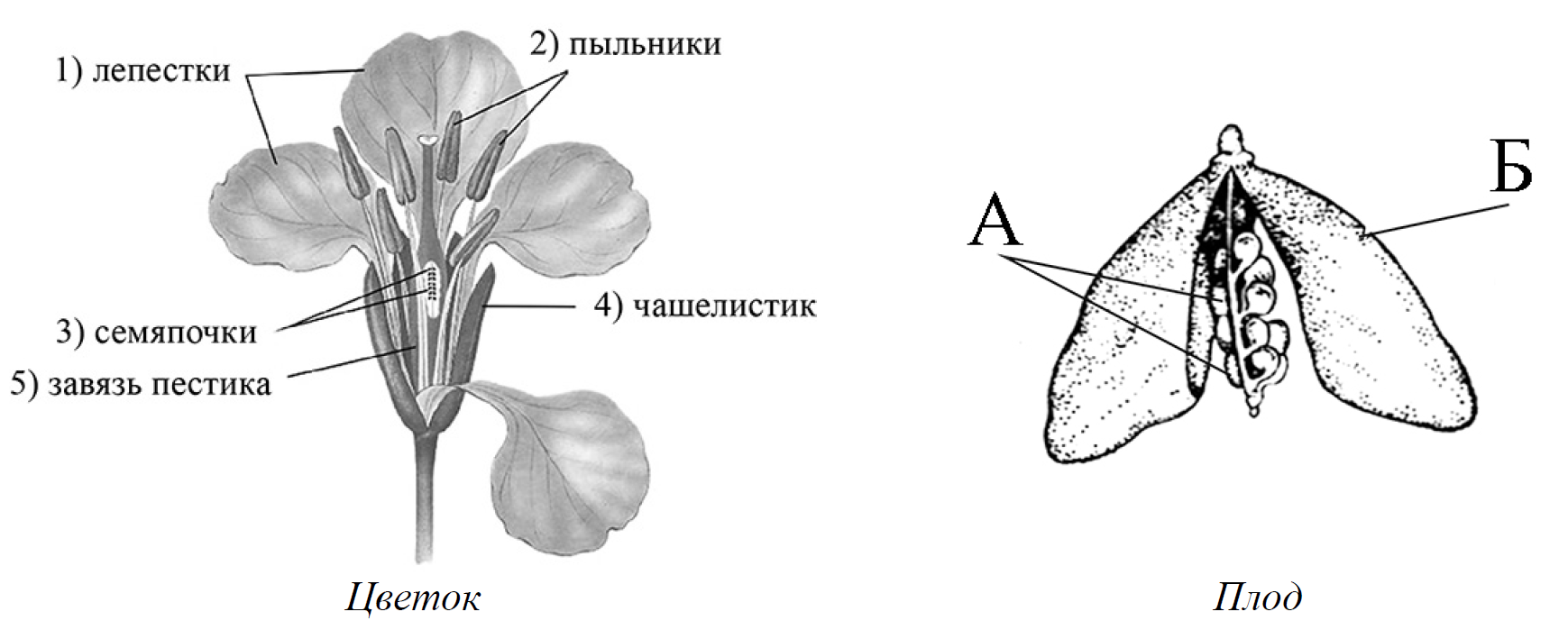 ВПР / Биология / 6 класс / 15 задание (25) / 01 изображение 1